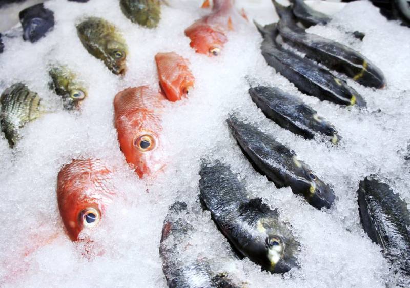 Hasil Tangkap Sering Terbuang, Nelayan Koto Tangah Inisatif Hadirkan Tempat  Pembekuan Ikan â€“ Geomaritim News